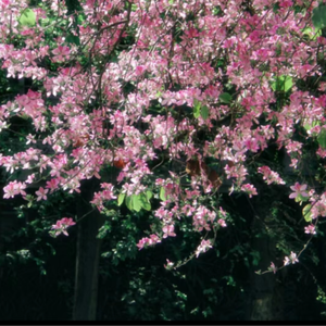 一区二区三区免费观看
